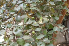 Ziziphus nummularia